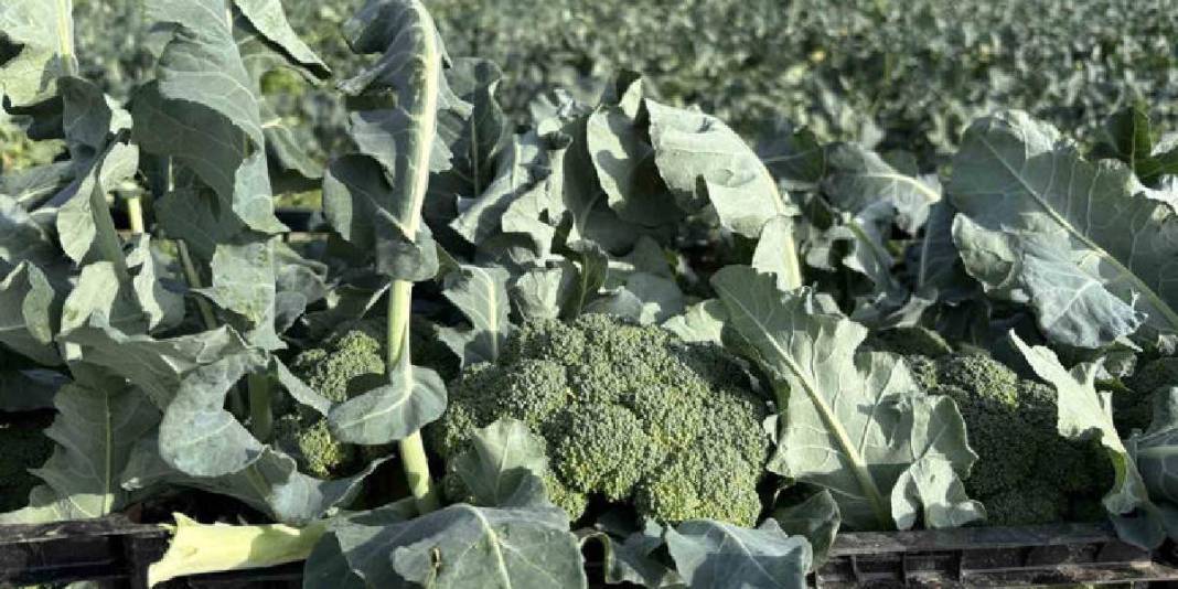 Kış ayının ‘Yeşil Altını’! Türkiye’nin ihtiyacının %50’si buradan sağlanıyor: Çiftçi fiyatlar karşısında eziliyor 6